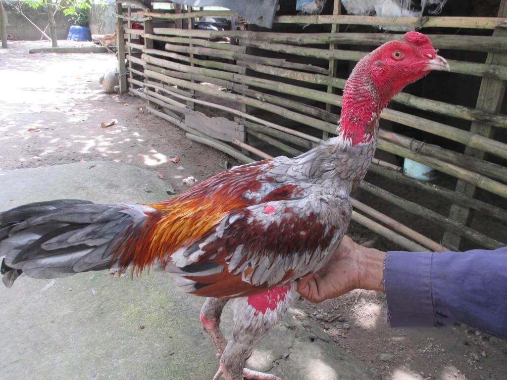 đánh giá thể hình gà đá